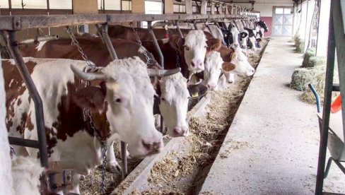 ПОДСТИЦАЈИ ЗА СТОЧАРСТВО НАЈВЕЋИ НА СВЕТУ Министар Гламочић: По крави 55.000 динара, а то није све