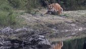 TIGAR NAPAO TRI RADNIKA SAFARI PARKA: Jednom otkinuo ruku, istraga u toku