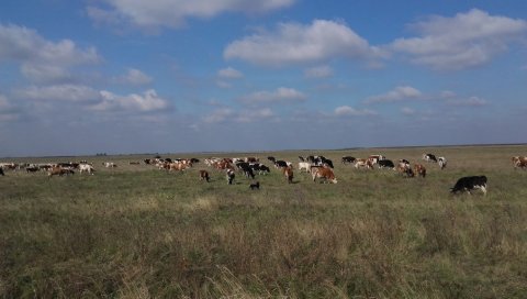 У ЗАКУП НУДЕ 50 ХЕКТАРА ОРАНИЦА И ПАШЊАКА: Кикинда расписала оглас за издавање пољопривредног земљишта у јавној својини