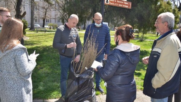 ОДРЖАНА АКЦИЈА ПОСАДИ СВОЈ ХЛАД: Подељено 100 садница белог јасена у Великом Градишту (ФОТО)