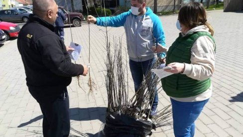 AKCIJA POSADI SVOJ HLAD U ŽITIŠTU: Podeljene dvogodišnje sadnice belog jasena