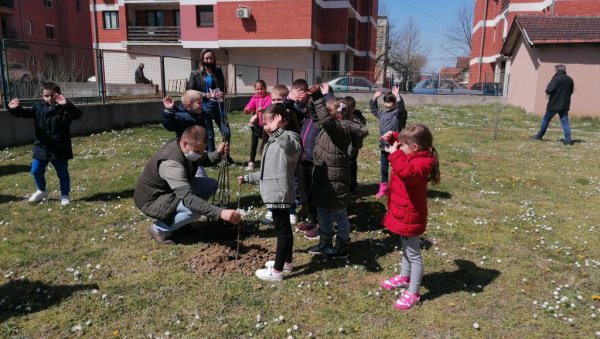 ДЕСПОТОВАЦ БРИНЕ О ЖИВОТНОЈ СРЕДИНИ: Посађено 150 стабала белог јасена (ФОТО)