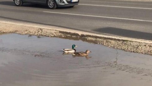 NEVEROVATNA SCENA U BEOGRADU: Neobičan prizor u Bloku 64 oduševio građane (FOTO)