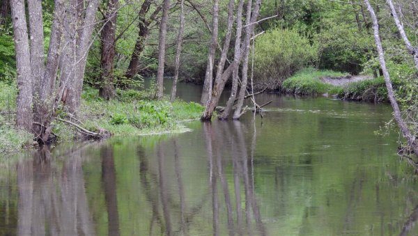 ЂЕТИЊА УМИРЕ НА НАШЕ ОЧИ: Заштићена флора и фауна пред изумирањем, са градске плаже нестали купачи