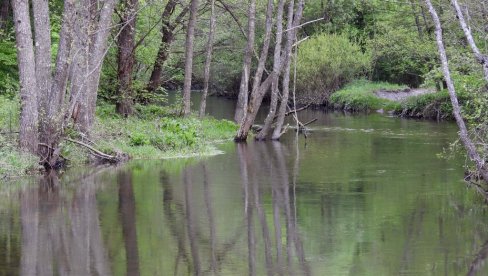 ĐETINJA UMIRE NA NAŠE OČI: Zaštićena flora i fauna pred izumiranjem, sa gradske plaže nestali kupači