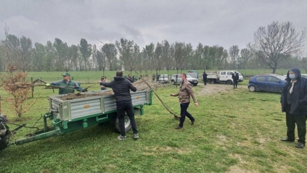 ПОДЕЛИЛИ 200 САДНИЦА ТОПОЛЕ: Пролећна садња у Обреновцу