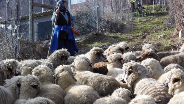 ЈАГЊЕТИНУ НИКО НЕЋЕ: Ближе се Васкрс и Први мај, а сточари са Старе и Суве планине и ове године на мукама