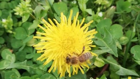 U HRVATSKOJ PAZITE KADA BERETE CVEĆE: Ako nemate ovaj papir, kazne su i do 4.000 evra!