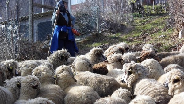 НЕСТАШИЦА ЈАГАЊАЦА, АЛИ ВЕНАЦ ЗА ЗДРАВЉЕ НИЈЕ ИЗОСТАО: Пиротски Роми и сточари традиционално обележили Ђурђевдан уз ражањ и обичаје