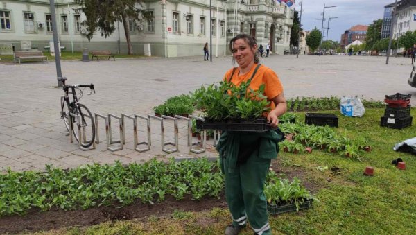 МАЈСКО УЛЕПШАВАЊЕ ЦЕНТРА ЗРЕЊАНИНА: Вредни радници Чистоће и зеленила украшавају градски трг (ФОТО/ВИДЕО)