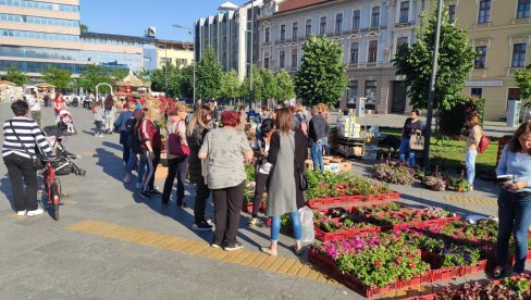 CVETNA PIJACA U CENTRU ZRENJANINA: Ni kiša nije omela početak sjajne manifestacije (FOTO)