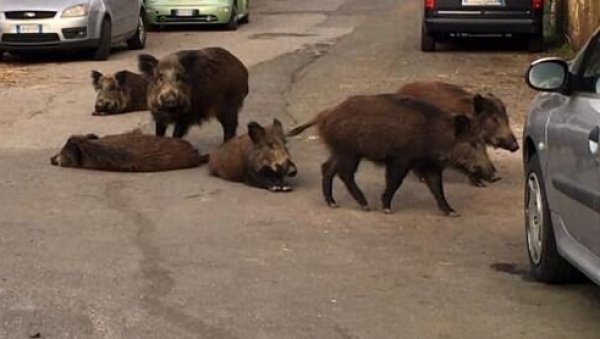 ОДБРАНА РИМА ОД ДИВЉИХ СВИЊА: Због незваних гостију који се крећу у крдима, изграђене жичане ограде