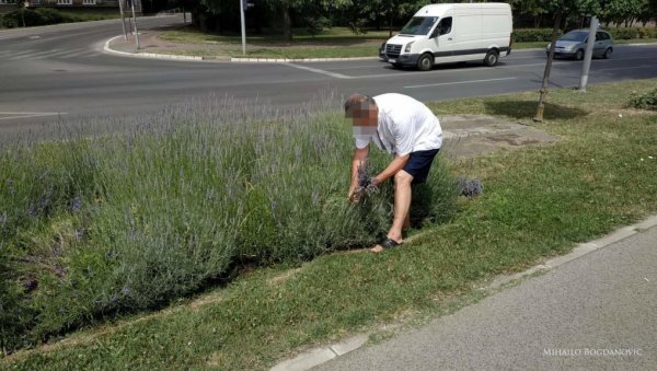 МУШКАРАЦ БРАО ЛАВАНДУ НА КЕЈУ: Још једно уништавање јавних зелених површина у Новом Саду