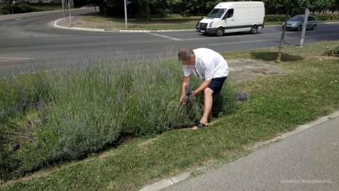 MUŠKARAC BRAO LAVANDU NA KEJU: Još jedno uništavanje javnih zelenih površina u Novom Sadu