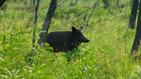 HTELI DA GA SPASU, PA IM POSTAO KAO ČLAN PORODICE: Oskar je krajnje neobičan kućni ljubimac, ovo se ne viđa često (FOTO)