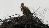 SPASENA RODA KOJOJ SE ZAGLAVILA LJUŠTILICA U KLJUNU: Negotin se ujedinio da pomogne gracioznoj ptici (FOTO)