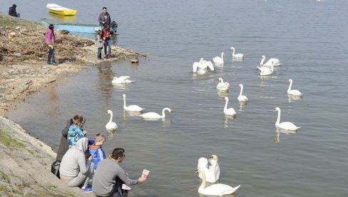 I SRNA MOŽE DA BUDE GOST: Stručnjaci pojavu divljih životinja na ulici Vide kao uobičajenu vezu sa prirodom