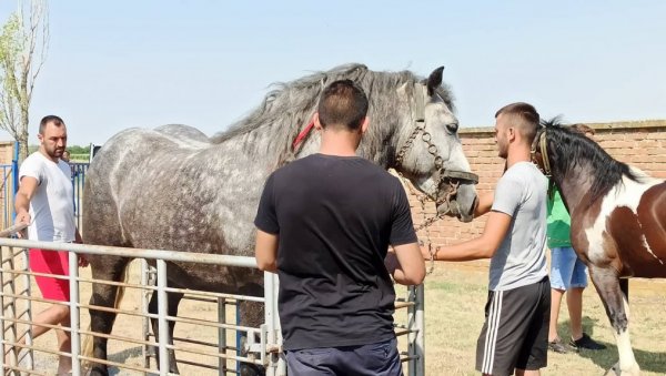 ТАКМИЧЕЊЕ РАДНИХ КОЊА: У Честерегу отворена четврта по реду „Штрапаријада“ (ФОТО)