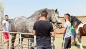 TAKMIČENJE RADNIH KONJA: U Česteregu otvorena četvrta po redu „Štraparijada“ (FOTO)