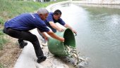 ČUVAJU PRIRODNI BALANS I REKE: Poribljavanje voda u Semberiji, mlađ stiže do Drine i Save (FOTO)