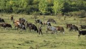 CENA MLEKA USLOV OPSTANKA STOČARA: Farmeri se nadaju iako su njihovi zahtevi ministarstvu neprihvatljivi