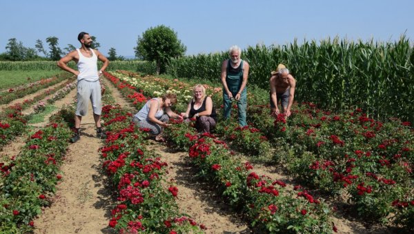 РУЖЕ ШКОЛОВАЛЕ ТРИ ГЕНЕРАЦИЈЕ: Већ деценијама породица Јоксић у Рибару надомак Јагодине посвећена је калемљењу краљице цвећа (ФОТО)