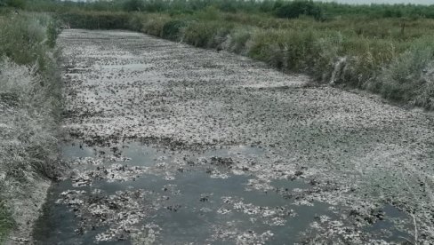 UGINULO NAJMANJE TRI TONE RIBE: Završeno čišćenje posle nezapamćeng pomora u Prnjavoru, sledi analiza vode(FOTO)