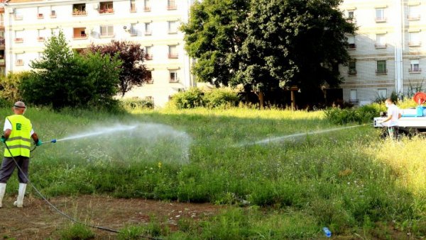 ПОЧЕЛО УНИШТАВАЊЕ АМБРОЗИЈЕ: Третмани се спроводе на Бежанијској коси