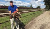 ORAO BELOREPAN ZAUSTAVIO PUTNIČKI VOZ: Nesvakidašnji događaj kod Železničke stanice u Somboru (FOTO)