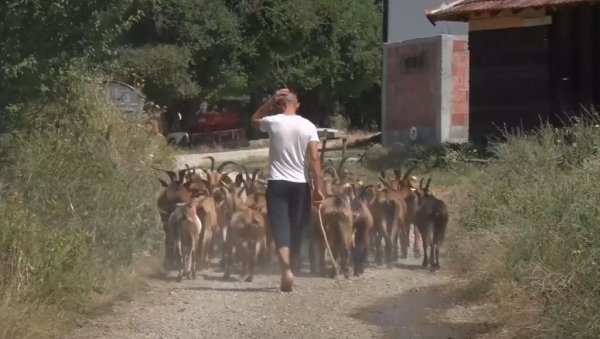 СРБИ У СТРАХУ НАКОН НАПАДА НА НИКОЛУ: Момак који је са њим чувао стоку - Како ћемо даље, не знам (ВИДЕО)