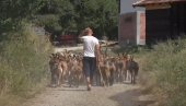 SRBI U STRAHU NAKON NAPADA NA NIKOLU: Momak koji je sa njim čuvao stoku - Kako ćemo dalje, ne znam (VIDEO)