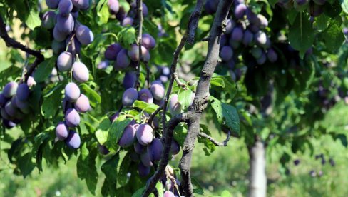 ЧУВАР ДОМАЋИХ СОРТИ: Један град у Србији не да нестанак шљиве, јабуке и винове лозе