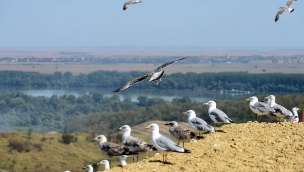 НАУЧНИЦИ ЗАПАЊЕНИ: Постала је „удовица“, пронашла новог партнера и снела јаје у 74 години (ВИДЕО)