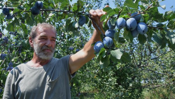 ГАЈИ ВОЋЕ ЗА - РУСЕ: Радиша Петровић из Јагодине пронашао начин да испуни захтеве пробирљивог тржишта