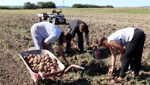 ŽELITE KRUPAN I ZDRAV KROMPIR? Ovo su ključni koraci za uspešnu proizvodnju