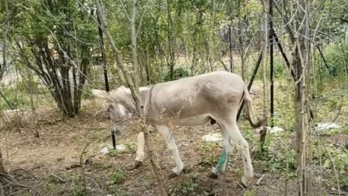 KADA JE ČUO DA IDE U KLANICU KRENULE SU MU SUZE: Potresna priča o jednom magarcu zahvaljujući dobrim ljudima doživela je obrt! (VIDEO)