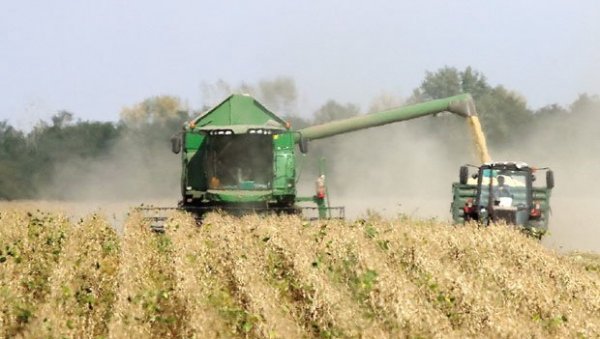 СУША ДЕСЕТКОВАЛА ЖИТАРИЦЕ: Жетва кукуруза креће за десетак дана, а соје и сунцокрета због лошег времена прекинута