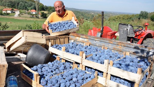 ДУПЛО СКУПЉА НЕГО ЛАНЕ: Под Мајевицом завршена берба шљива, род махом извозе, сува кошта као “злато” (ФОТО)