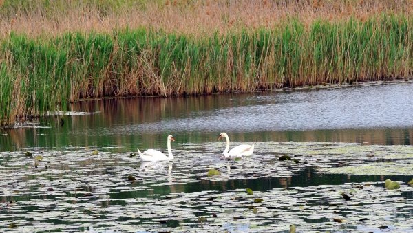 ПОПИС СТАЈАЋИХ ВОДА: Секретаријат за заштиту животне средине расписао тендер за спас екосистема у граду