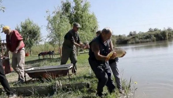 ЈЕСЕЊЕ ПОРИБЉАВАЊЕ: Рибњак Багер у Пландишту обогаћен за 50 комада шаранске рибе