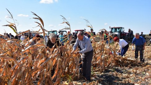 FESTIVAL KUKURUZA U TORDI: Rekordan broj učesnika i gostiju, brižljivo čuvaju tradiciju (FOTO)