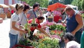 TRADICIONALNI FESTIVAL CVEĆA: Od 12. do 14. oktobra manifestacija u Žitištu