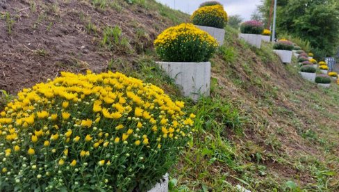 POČELA JESENJA SADNJA CVEĆA: Ulice i trgove Vršca uskoro će krasiti i 15.000 viola POČELA JESENJA SADNJA CVEĆA: Ulice i trgove Vršca uskoro će krasiti i 15.000 viola