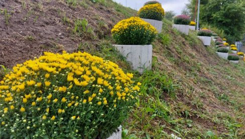 POČELA JESENJA SADNJA CVEĆA: Ulice i trgove Vršca uskoro će krasiti i 15.000 viola