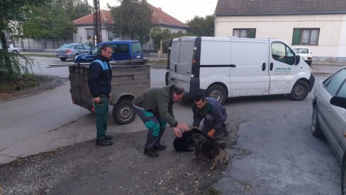 AKCIJA HVATANJA PASA LUTALICA: Komunalna inspekcija u saradnji sa zoohigijenom iz Beograda