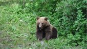 BLISKI SUSRET LJUDI I MEDVEDA: Snimak sa srpskih planina hit na društvenim mrežama (VIDEO)