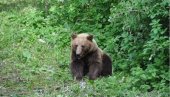 ТОКОМ ЈУТАРЊЕ ШЕТЊЕ: Медвед напао мушкарца у шуми код Љубљане