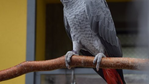 ЧИЗМИЦЕ ОД ИЛЕГАЛНО УВЕЗЕНЕ КОЖЕ ЗАШТИЋЕНИХ ПТИЦА: Велика заплена илегалног уношења коже егзотичних животиња и птица