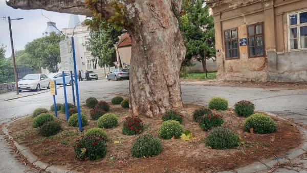 ЗАСАЂЕНО ЈЕ РАЗНОБОЈНО ЦВЕЋЕ: Стари платан окружили цветним засадима