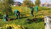 НОВЕ САДНИЦЕ У ОБРЕНОВЦУ: Јесења акција против загађења